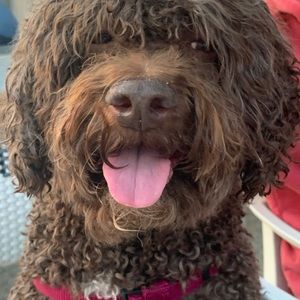 Meet your Posher, Julie